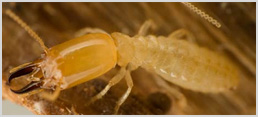 soldier termite